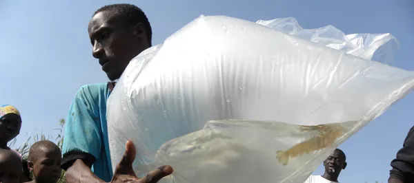 Photo by Susanne Sokolow: Workers preparing African river prawns to consume parasite-carrying aquatic snails in Senegal. The effort, led by Stanford researchers, is one of the projects funded by the Stanford Woods Institute for the Environment.