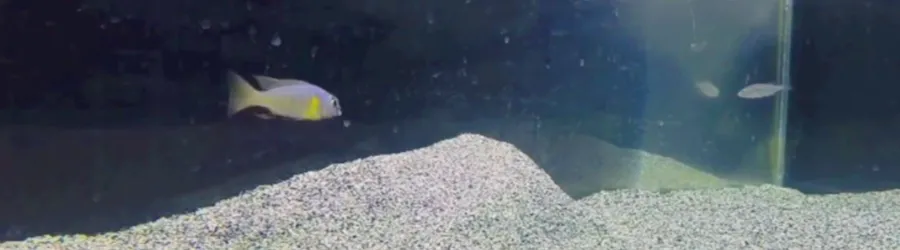 Image of cichlid fish.