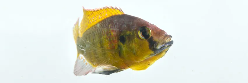 Photo of a cichlid fish.