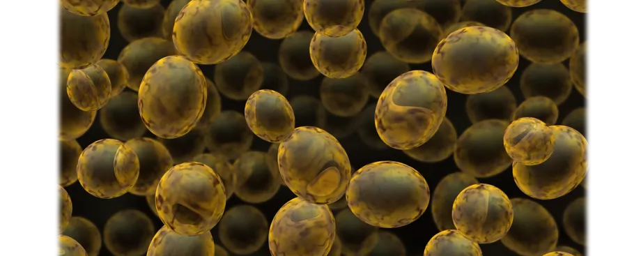 Graphic image of yeast cells.