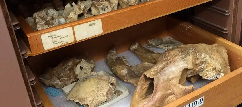 Photo of animal fossils, including skull and other small pieces of bone, laid in drawers.