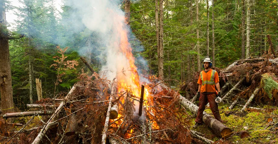 Stock photo outdoors of a man wearing safety equipment standing next to a large fire of stacked trees, with a forest in the background.