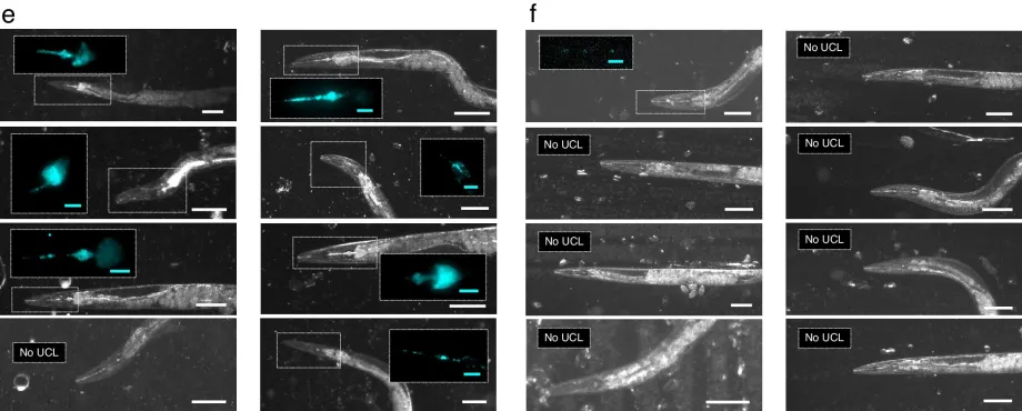 Figure from the paper depicting several worms on left side with various parts of their cellular makeup glowing neon blue, and worms on the right depicted only in black and white.