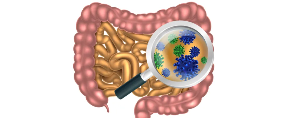 Graphic image depicting gut bacteria.