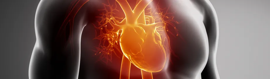 Graphic image of human heart.