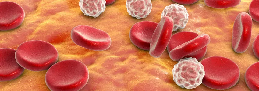 Graphic showing white and red blood cells.