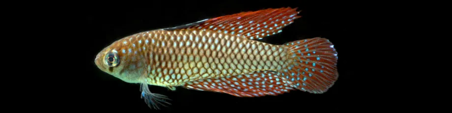 Photo of killifish.