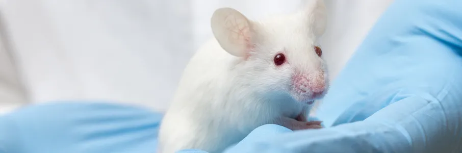Photo of mouse in gloved hands.