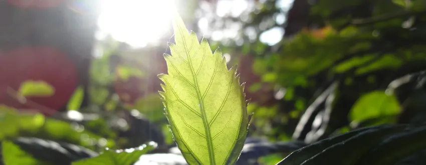 Photo of a leaf with sunlight shining through it from behind.