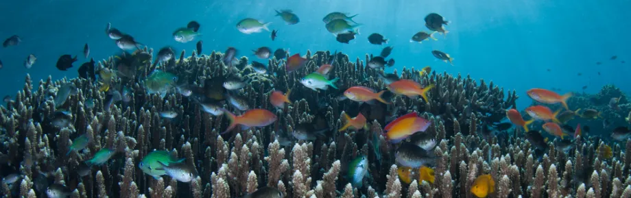 Photo of marine species.