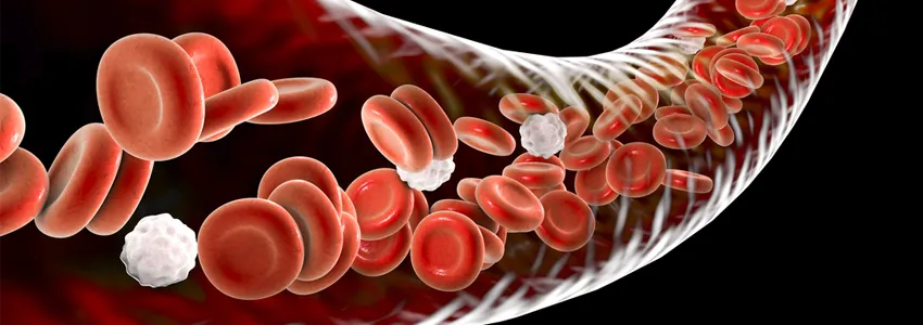 Graphic image of blood vessel with cells flowing through.