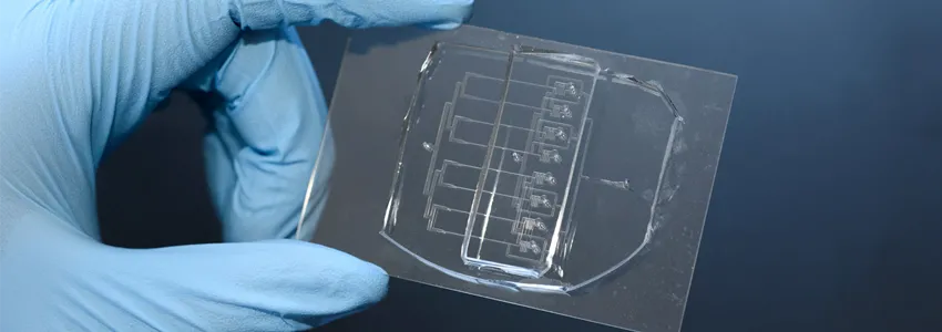 Photo of a researcher wearing blue glove holding up the microfluidic guilltone, which is smaller than a credit card and transparent, with numerous tiny channels.