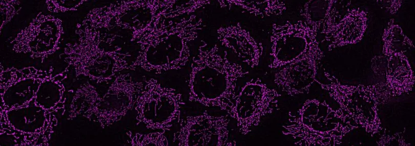Image of numerous round purple shapes on a black background.