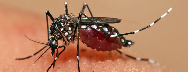Photo of mosquito.