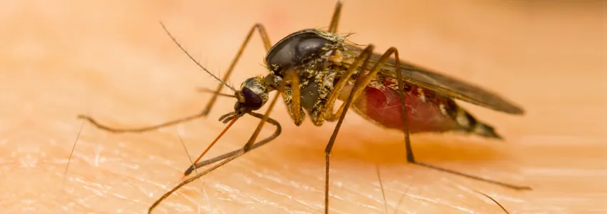 Photo of mosquito on skin.