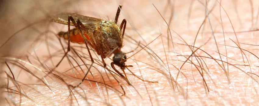 Mosquito perched on person's skin preparing to feed.