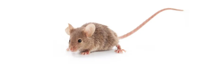 Photo of mouse.
