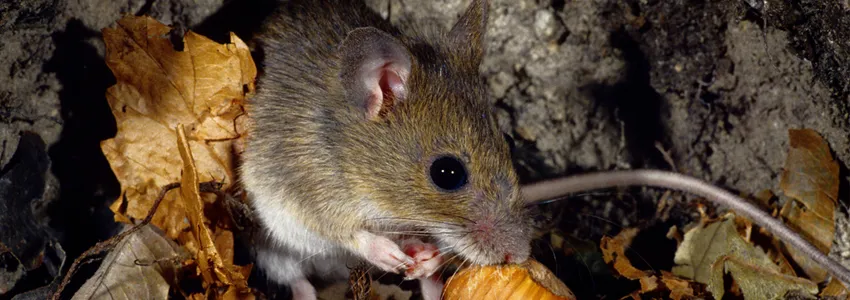 Photo of small brown mouse in dark area among leaves.