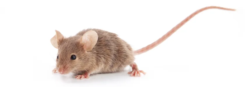 Photo of a small brown mouse on a white background.
