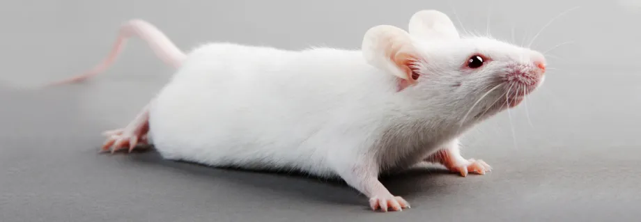 Photo of mouse.