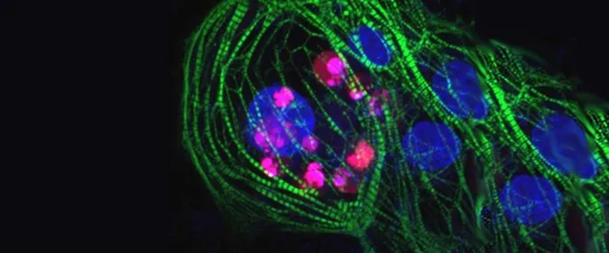 Image of stem cells with colored markers.