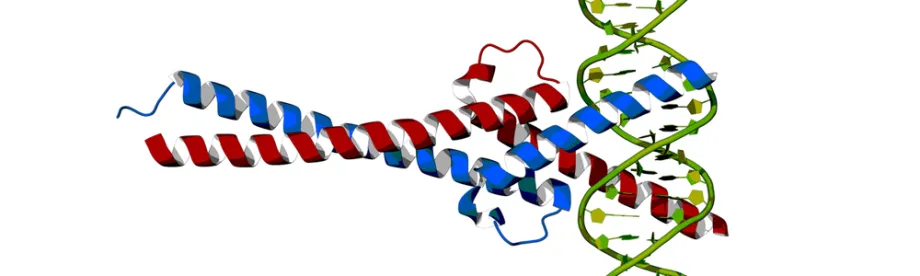 Graphic depiction of myc protein.