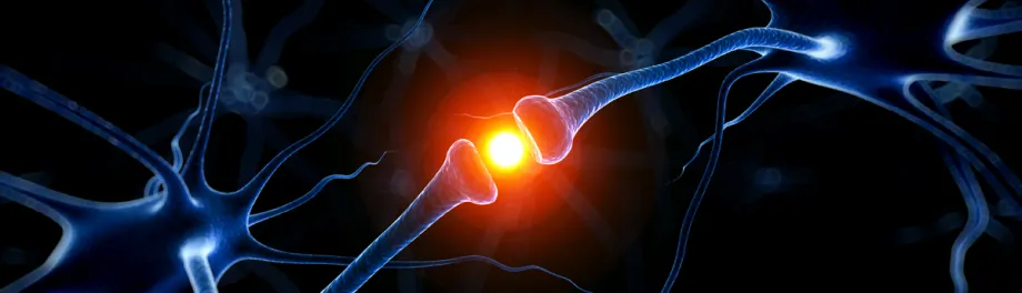 Graphic image of neurons.