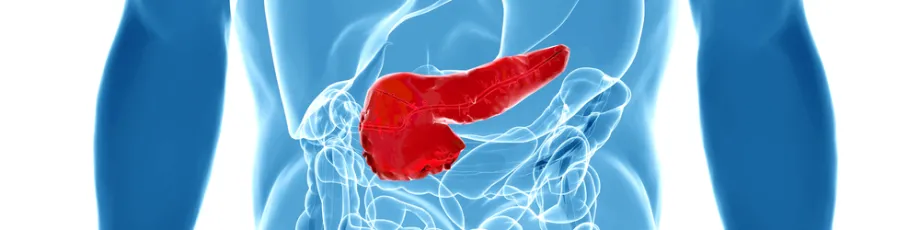 Graphic image of human torso with pancreas colored in red.