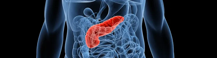 Graphic image of pancreas.