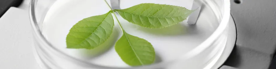 Photo of plant in petri dish.