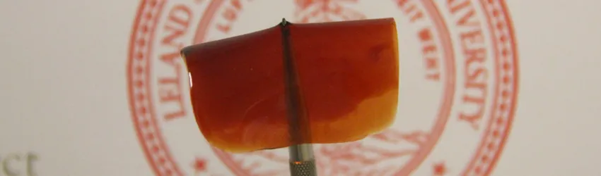 Photo of Bao lab's stretchable polymer film.