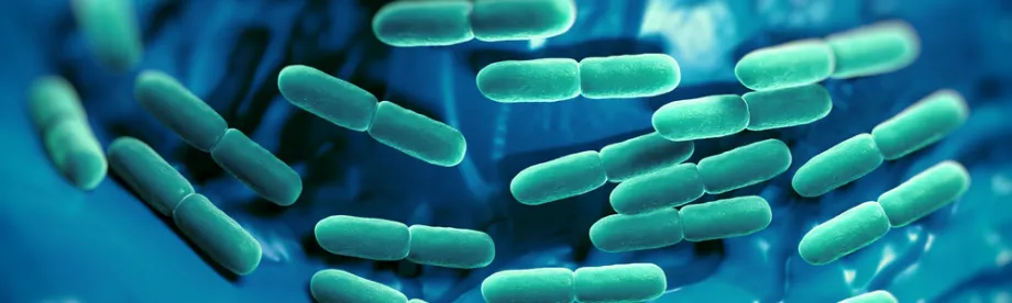 Graphic image of Lactobacillus bacteria.