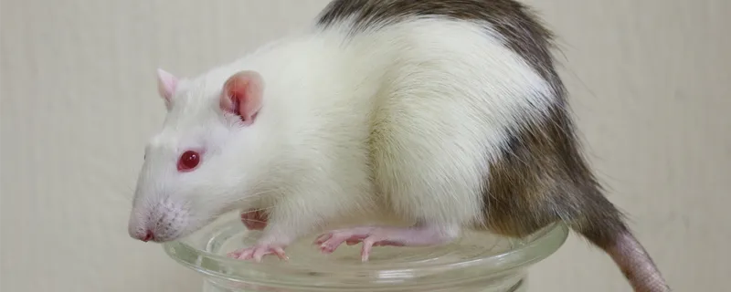 Photo of a rat.