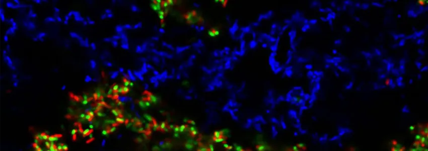 Image showing cells, with a swathe lit in blue in the center, and clusters of red and green on the sides.