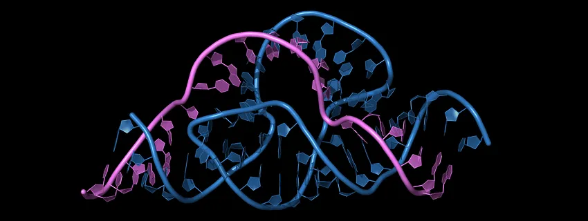 Graphic illustration of intertwined strands of blue and purple DNA and RNA with mutliple curves and contortions.