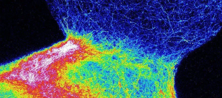 Image of a model nerve circuit created by the Pasca lab in a dish, depicting two bodies joined together, one lit up in many colors with activity and one dark blue. Both are striated with different cells.