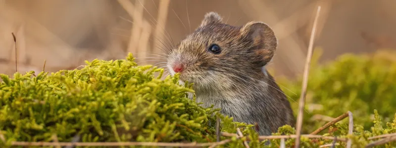 Outdoor close-up photo of a small brown prairie vole peering over green brush.