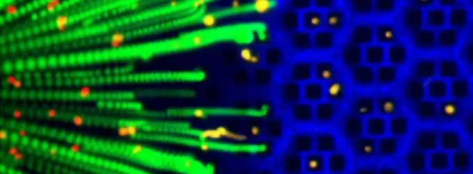 Time-lapse image showing the trajectory of cells with magnetic nanoparticles.