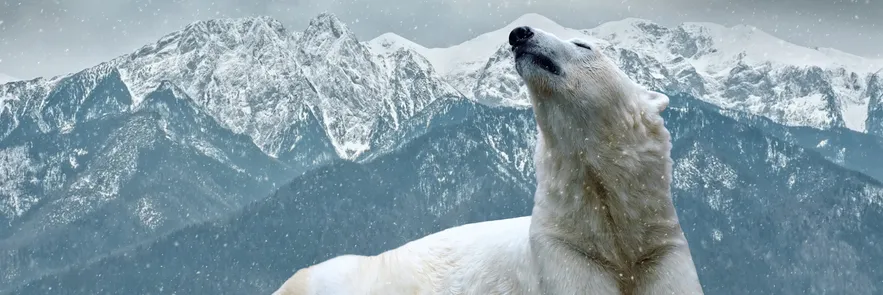 Graphic image of a polar bear in snow.