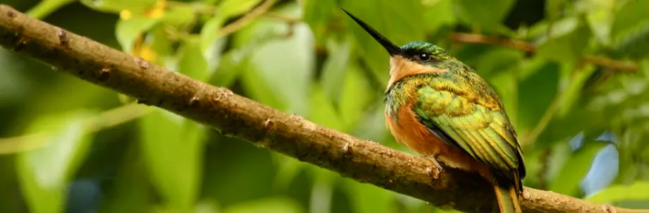 Photo of a rufous-tailed jacamar bird.