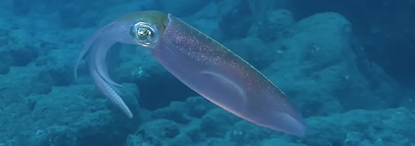 Screenshot of squid in water.