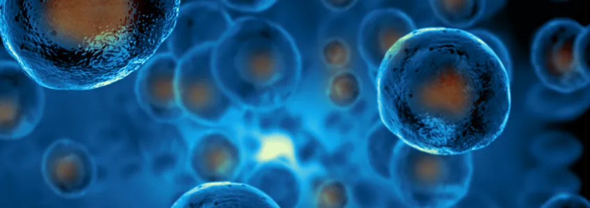 Graphic illustration depicting stem cells in blue with their nuclei in orange.