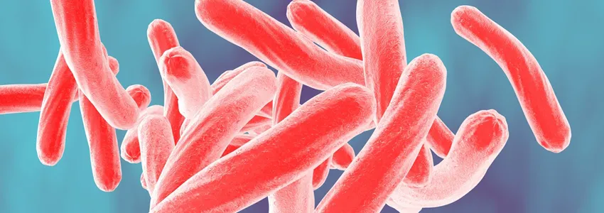 Graphic image of tuberculosis bacteria depicted in red in front of a bluish background.