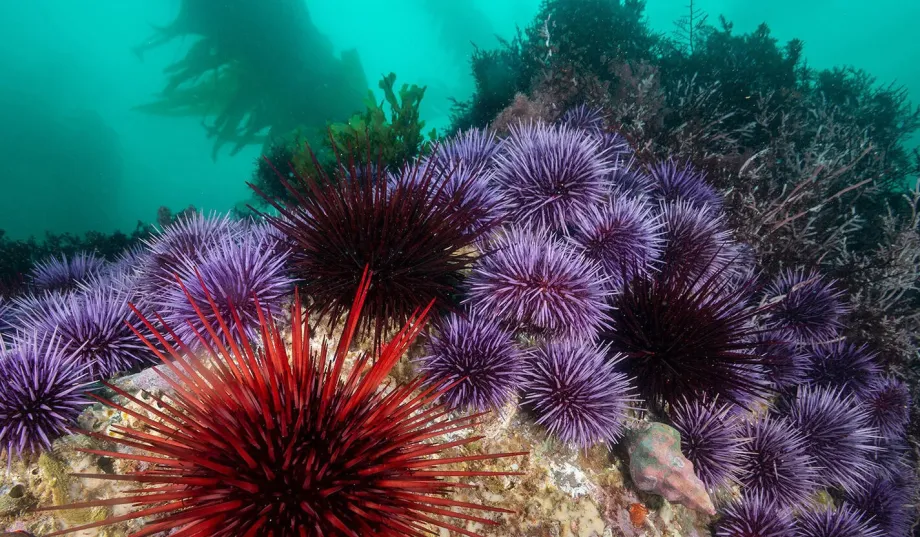 Photo taken underwater of several sea urchins in different shades of purple and red sittign on a sea formation, with kelp in the background.