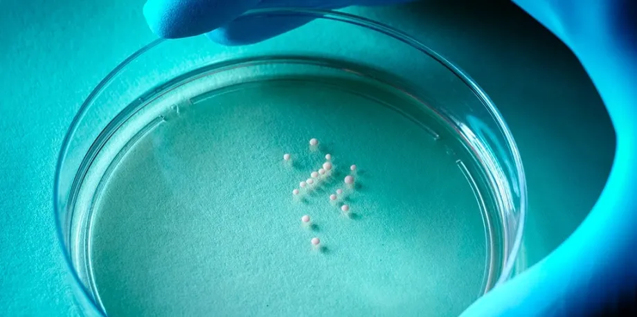 Photo of a gloved hand holding a glass plate showing numerous small white sphere suspended in media.