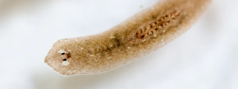 Photo of a planarian flatworm showing characteristic spade-shaped head and brown body.