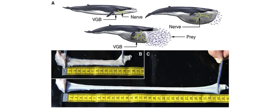 Image of whale nerves.