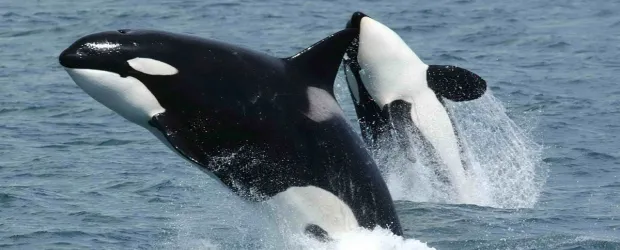 Photo of orca whales.